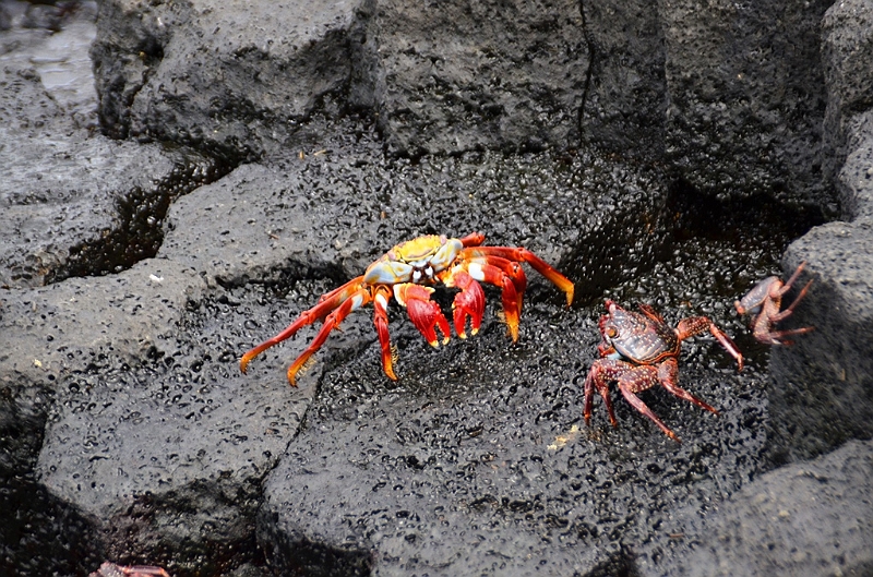 769_Ecuador_Galapagos_Island_Floreana.JPG