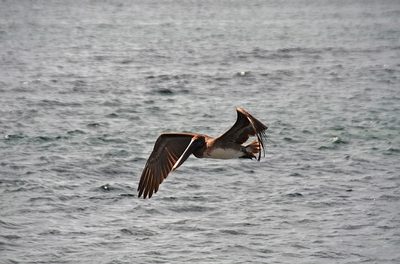 781_Ecuador_Galapagos_Island_Floreana.JPG