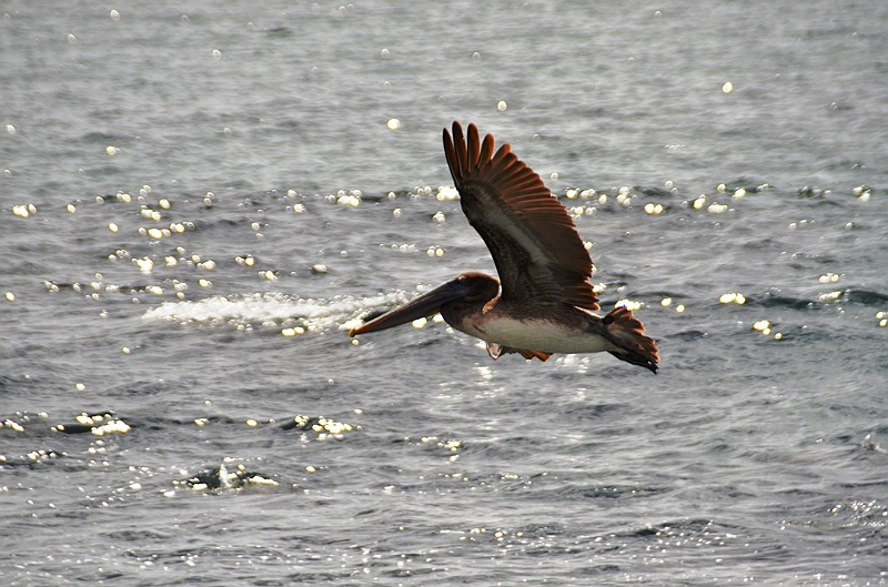 782_Ecuador_Galapagos_Island_Floreana.JPG