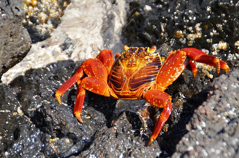 785_Ecuador_Galapagos_Island_Floreana.JPG