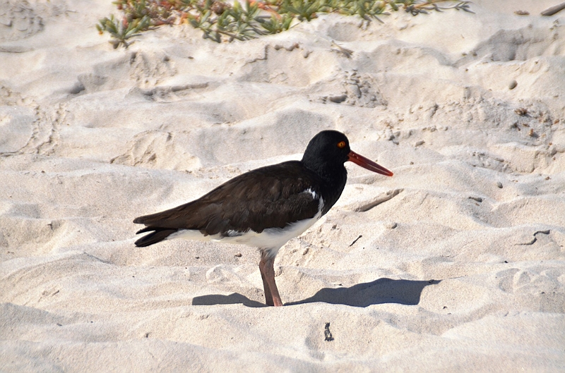 851_Ecuador_Galapagos_Santa_Cruz_Tortuga_Bay.JPG