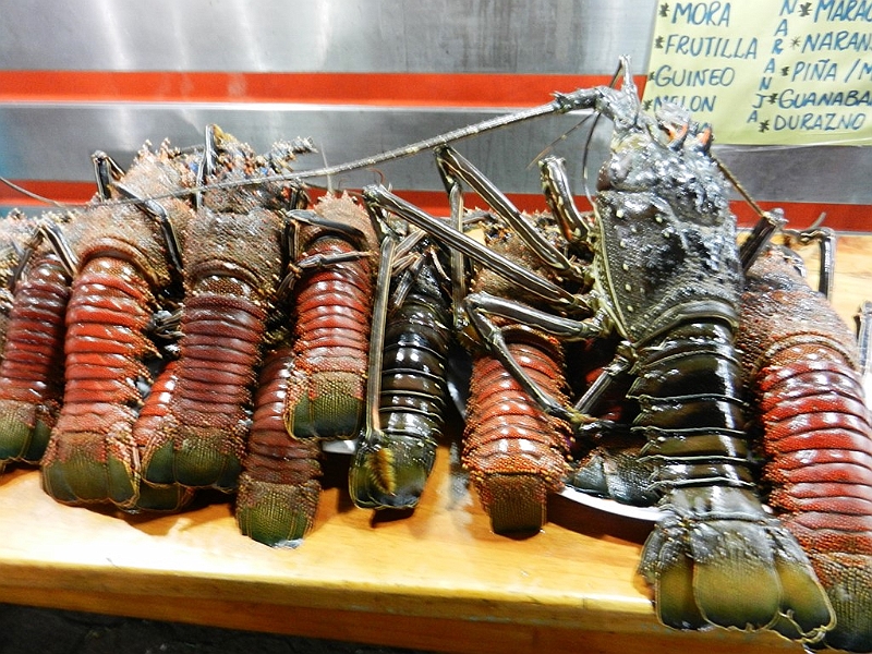 880_Ecuador_Galapagos_Santa_Cruz_Puerto_Ayora.JPG