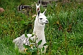 163_Ecuador_Papallacta
