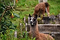 165_Ecuador_Papallacta