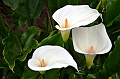 183_Ecuador_Papallacta