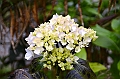 184_Ecuador_Papallacta