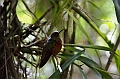 196_Ecuador_Guango_Lodge