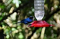 197_Ecuador_Guango_Lodge