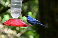 200_Ecuador_Guango_Lodge