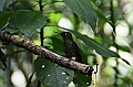 203_Ecuador_Guango_Lodge