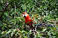 215_Ecuador_Amazonas_Aera