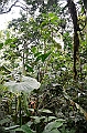 217_Ecuador_Amazonas_Aera