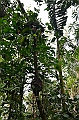 220_Ecuador_Amazonas_Aera