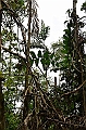 222_Ecuador_Amazonas_Aera