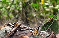 226_Ecuador_Amazonas_Aera