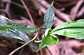 228_Ecuador_Amazonas_Aera