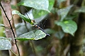 230_Ecuador_Amazonas_Aera