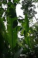 231_Ecuador_Amazonas_Aera