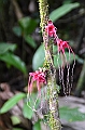 232_Ecuador_Amazonas_Aera