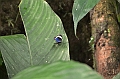 233_Ecuador_Amazonas_Aera