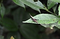 239_Ecuador_Amazonas_Aera