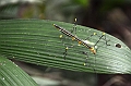 248_Ecuador_Amazonas_Aera