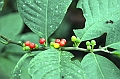 249_Ecuador_Amazonas_Aera