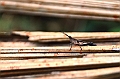 251_Ecuador_Amazonas_Aera