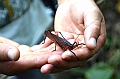 252_Ecuador_Amazonas_Aera