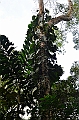 253_Ecuador_Amazonas_Aera