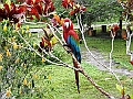 260_Ecuador_Amazonas_Aera