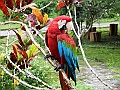 261_Ecuador_Amazonas_Aera