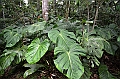 274_Ecuador_Amazonas_Aera_Napo_River_Tour