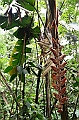 279_Ecuador_Amazonas_Aera_Napo_River_Tour