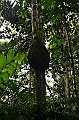 283_Ecuador_Amazonas_Aera_Napo_River_Tour
