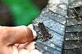 284_Ecuador_Amazonas_Aera_Napo_River_Tour