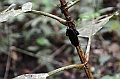 285_Ecuador_Amazonas_Aera_Napo_River_Tour
