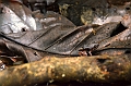 286_Ecuador_Amazonas_Aera_Napo_River_Tour
