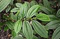 287_Ecuador_Amazonas_Aera_Napo_River_Tour