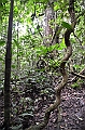 290_Ecuador_Amazonas_Aera_Napo_River_Tour