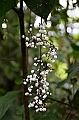 295_Ecuador_Amazonas_Aera_Napo_River_Tour