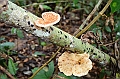 296_Ecuador_Amazonas_Aera_Napo_River_Tour