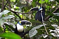 305_Ecuador_Amazonas_Aera_Napo_River_Tour