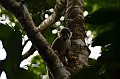 306_Ecuador_Amazonas_Aera_Napo_River_Tour