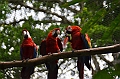 309_Ecuador_Amazonas_Aera_Napo_River_Tour