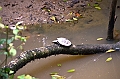 312_Ecuador_Amazonas_Aera_Napo_River_Tour