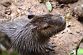 313_Ecuador_Amazonas_Aera_Napo_River_Tour