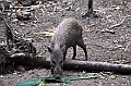 314_Ecuador_Amazonas_Aera_Napo_River_Tour