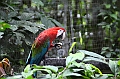 316_Ecuador_Amazonas_Aera_Napo_River_Tour