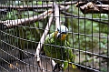 317_Ecuador_Amazonas_Aera_Napo_River_Tour